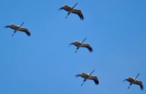 Grues cendrees au dessus du Trophee.