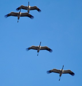 grues cendrees